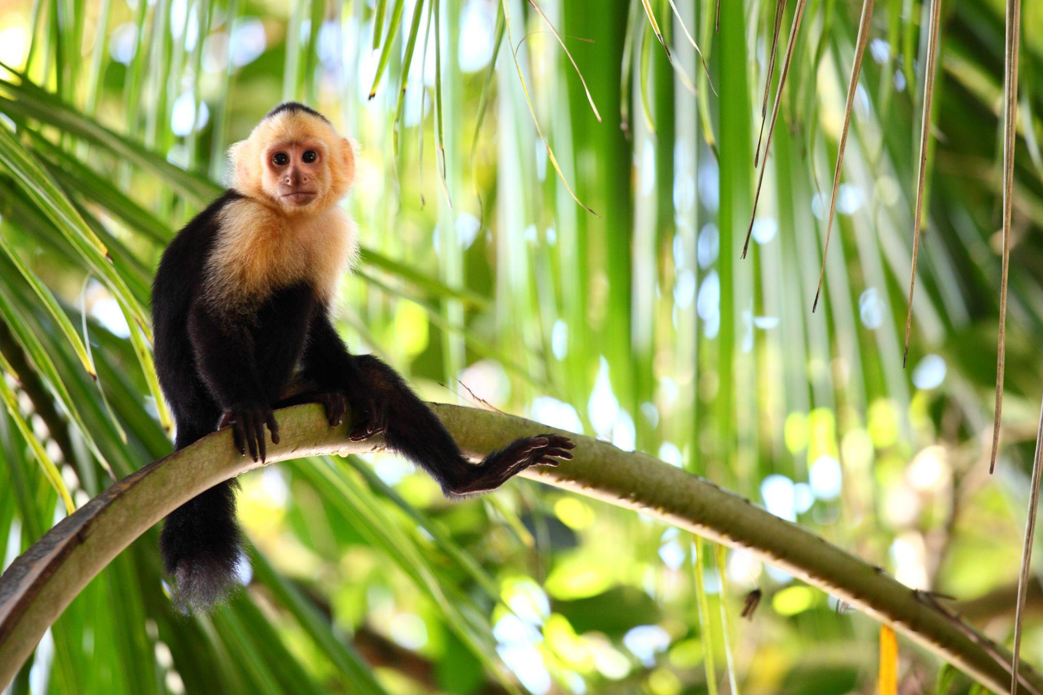 A monkey sitting on a palm tree branch