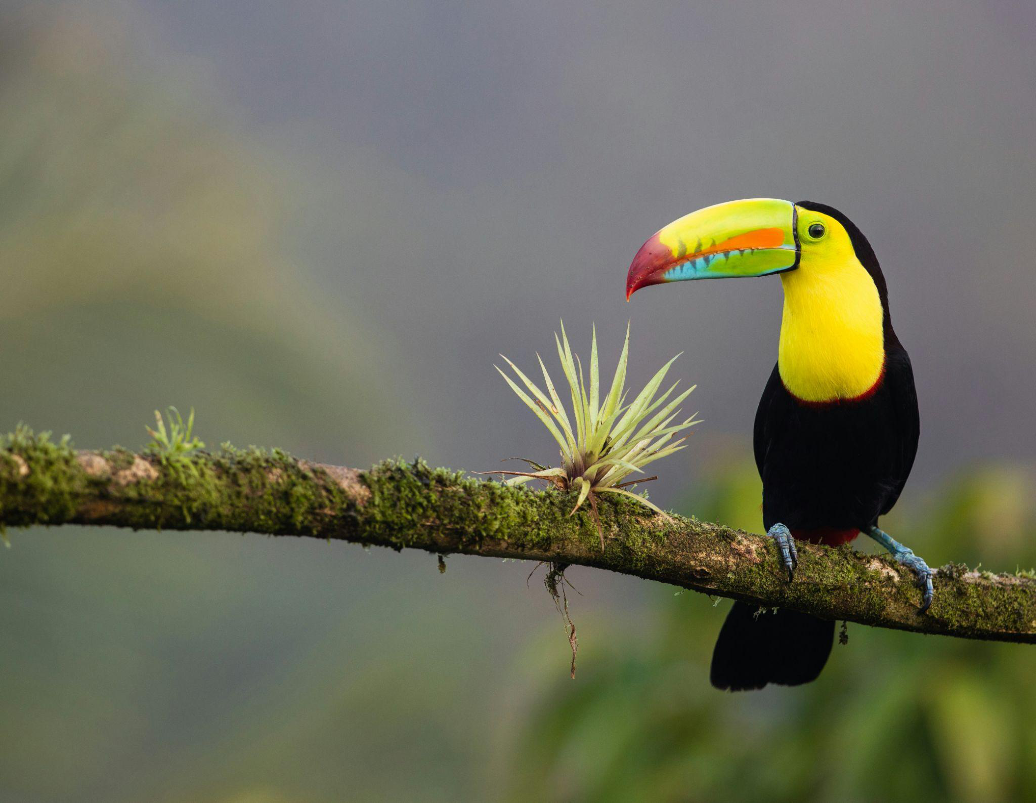 Colorful toucan perched on a tree branch
